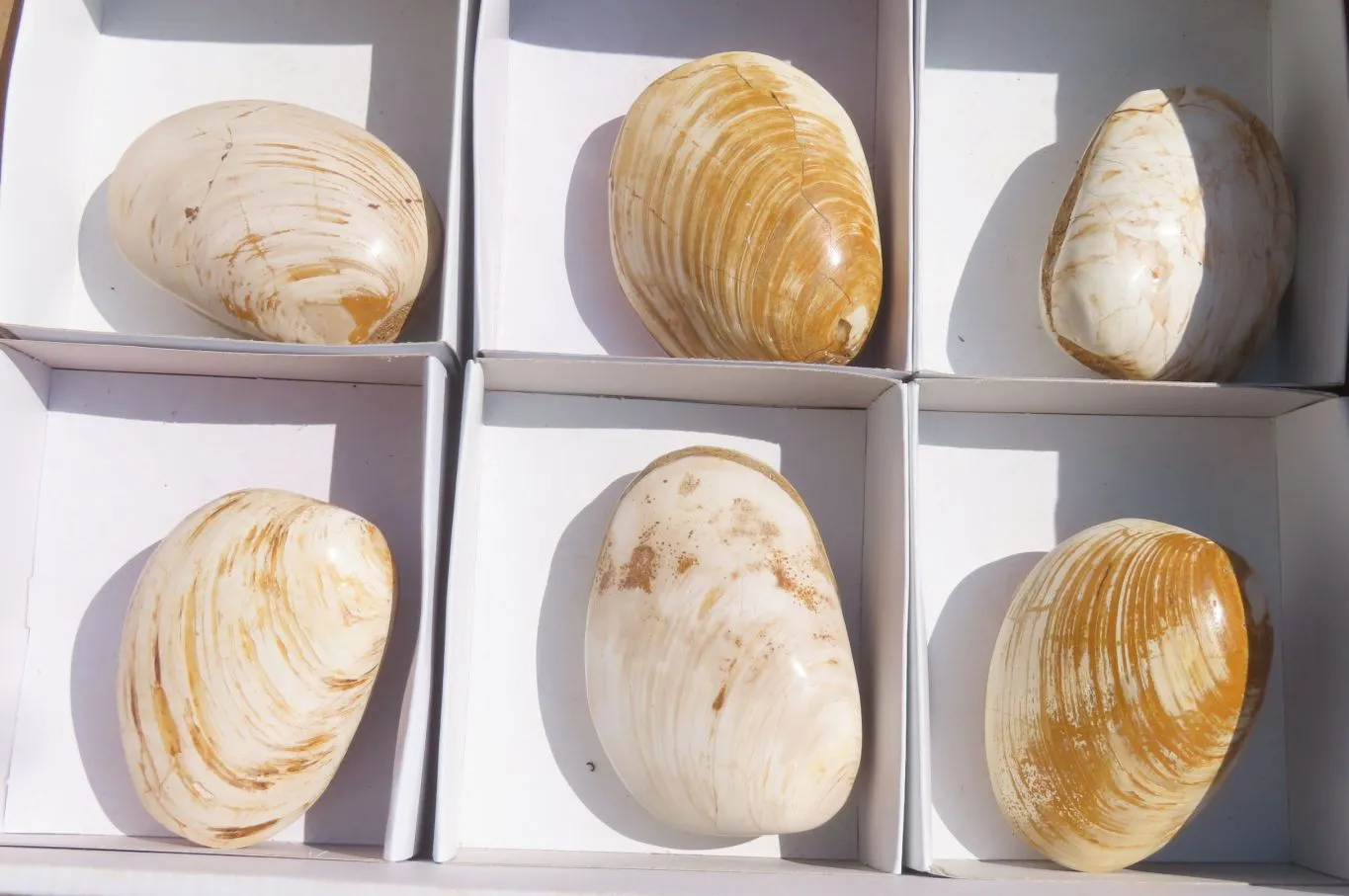 Polished Bivalve Fossil Clams x 6 From Madagascar