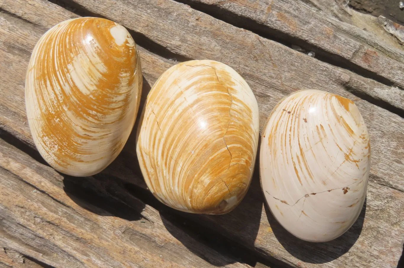 Polished Bivalve Fossil Clams x 6 From Madagascar