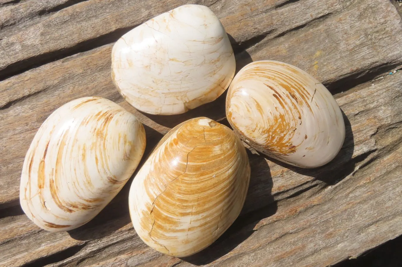 Polished Bivalve Fossil Clams x 6 From Madagascar