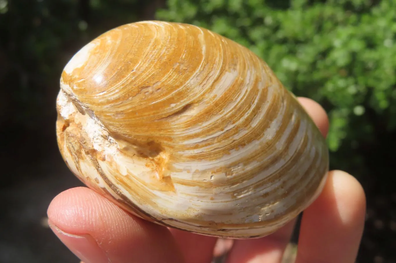 Polished Bivalve Fossil Clams x 6 From Madagascar