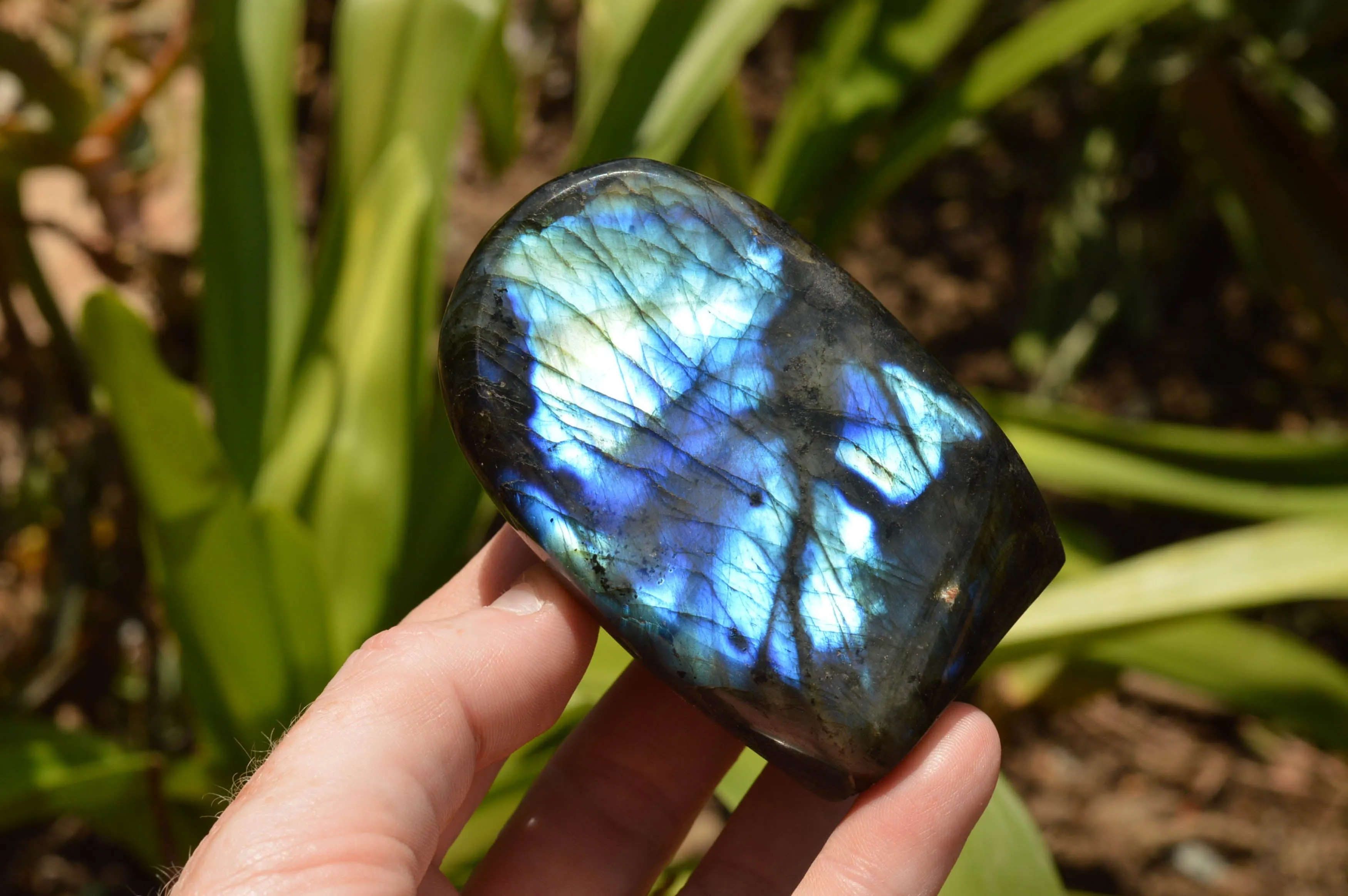 Polished Labradorite Standing Free Forms With Intense Blue & Gold Flash x 3 From Tulear, Madagascar