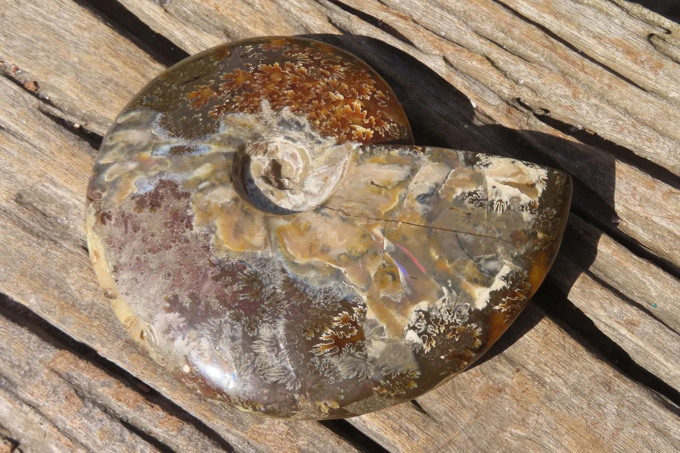 Polished Opalised Jigsaw Ammonite Fossil  x 1 From Madagascar