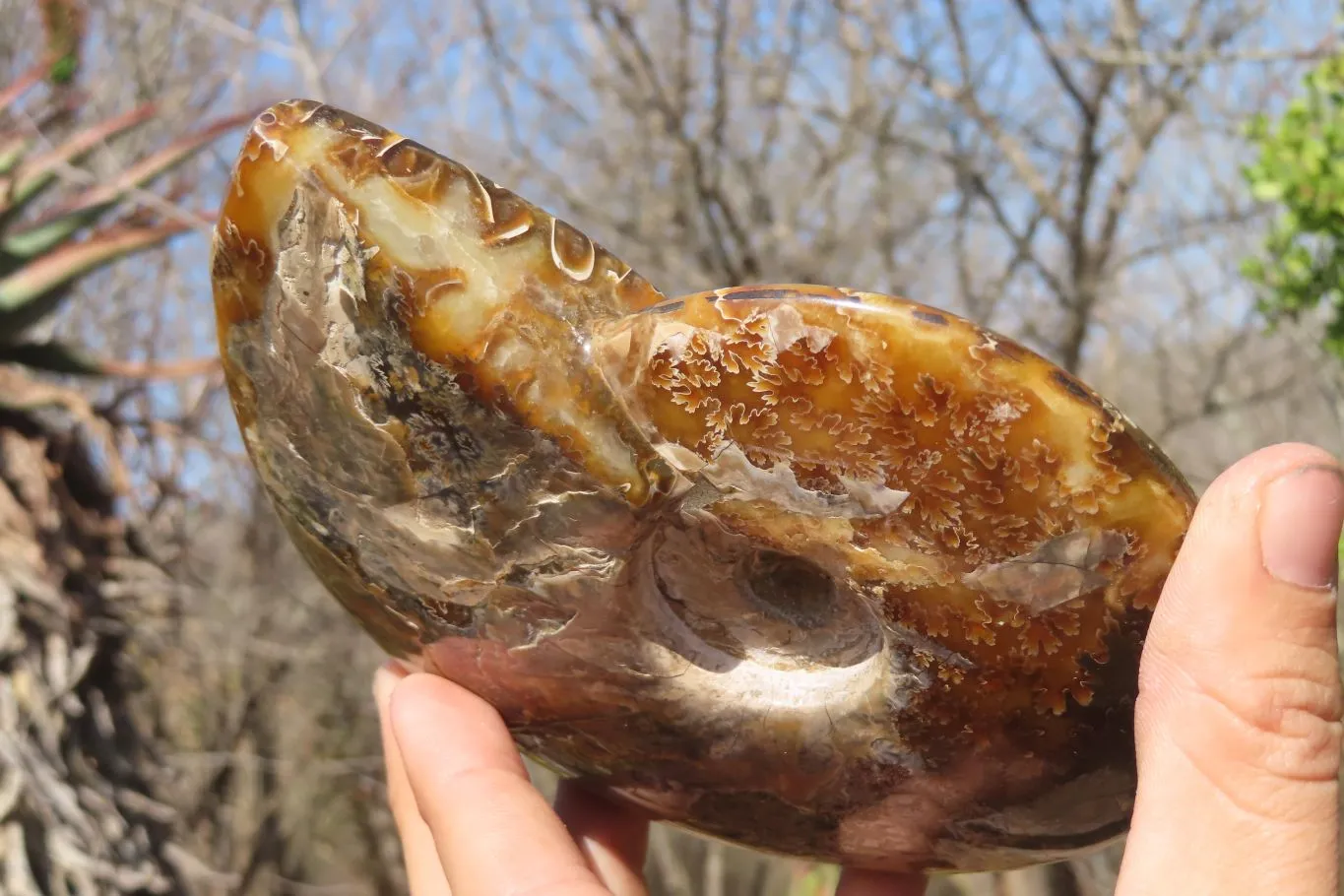 Polished Opalised Jigsaw Ammonite Fossil  x 1 From Madagascar