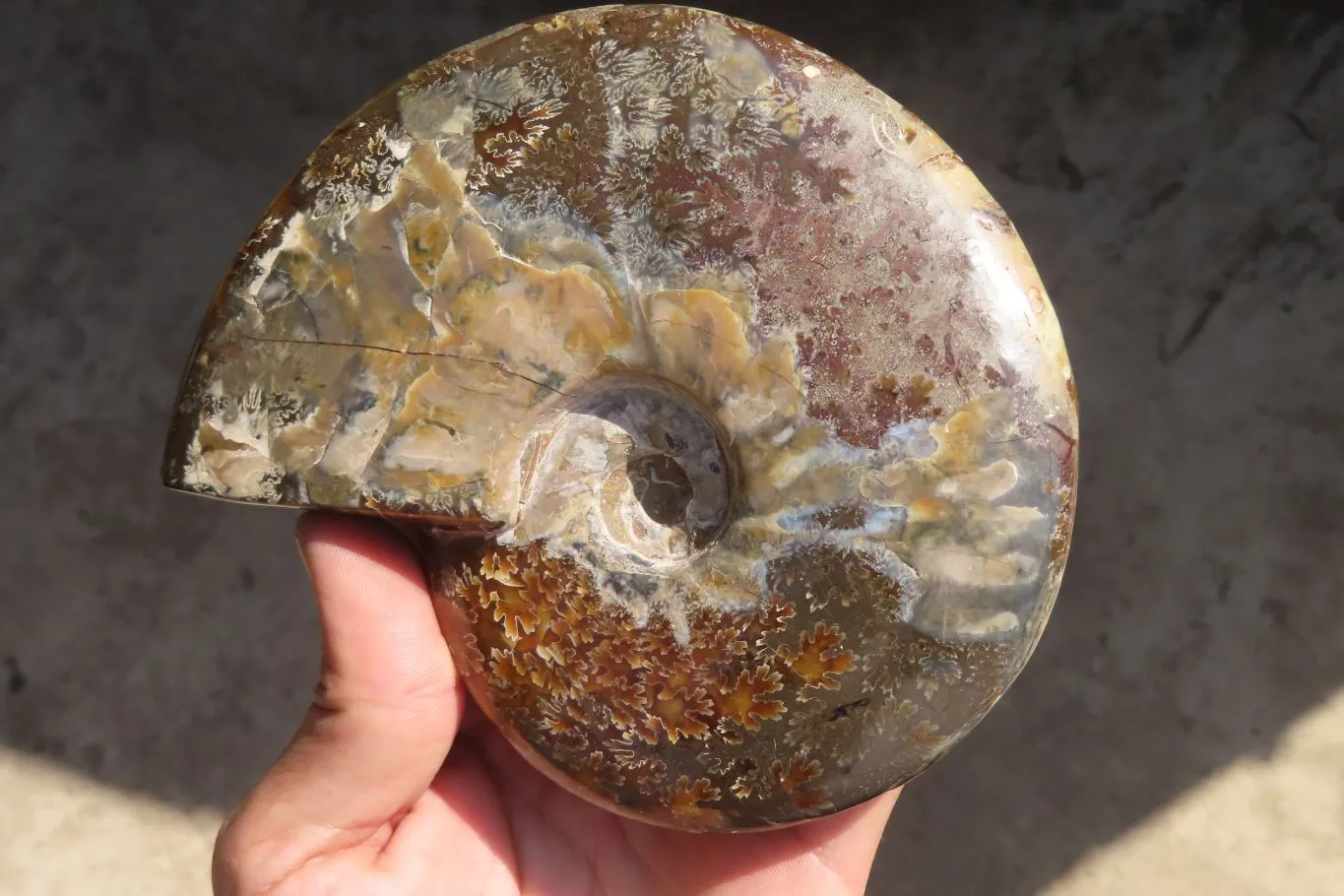 Polished Opalised Jigsaw Ammonite Fossil  x 1 From Madagascar