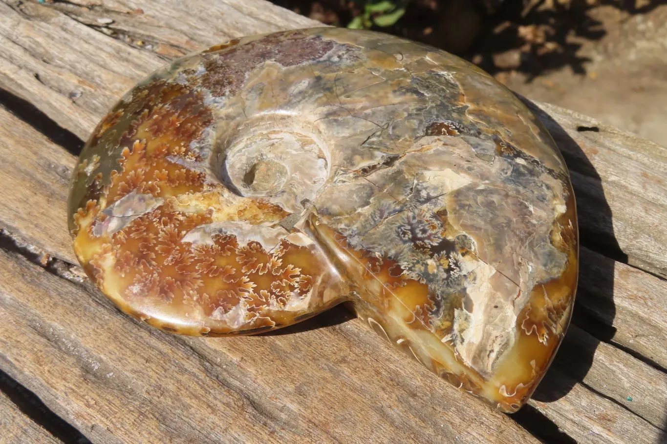 Polished Opalised Jigsaw Ammonite Fossil  x 1 From Madagascar