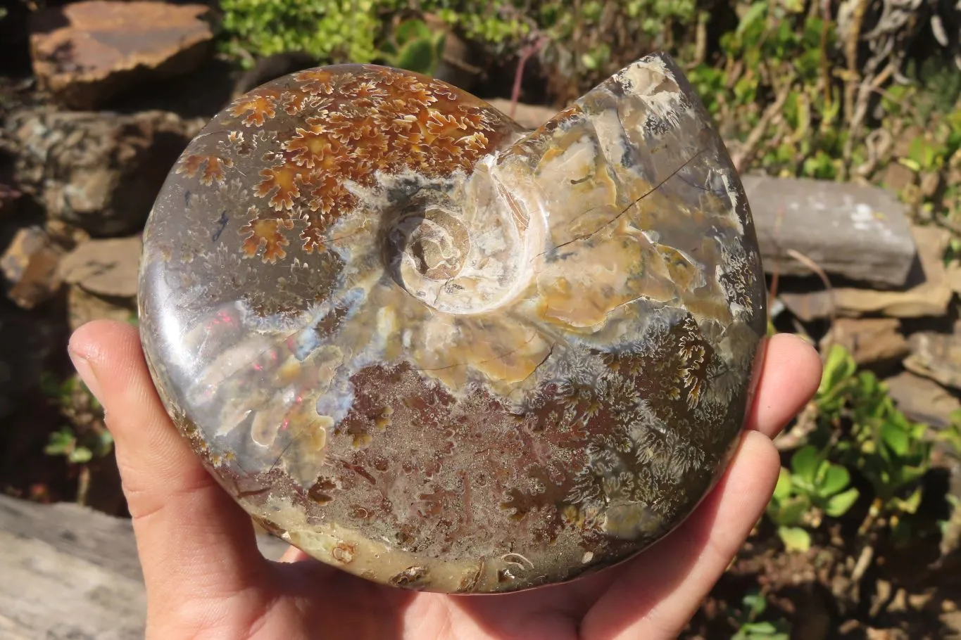 Polished Opalised Jigsaw Ammonite Fossil  x 1 From Madagascar