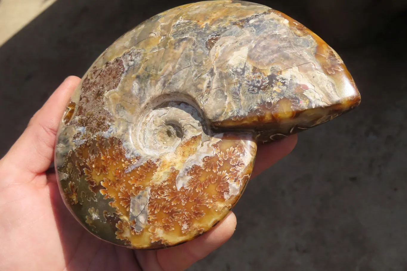 Polished Opalised Jigsaw Ammonite Fossil  x 1 From Madagascar