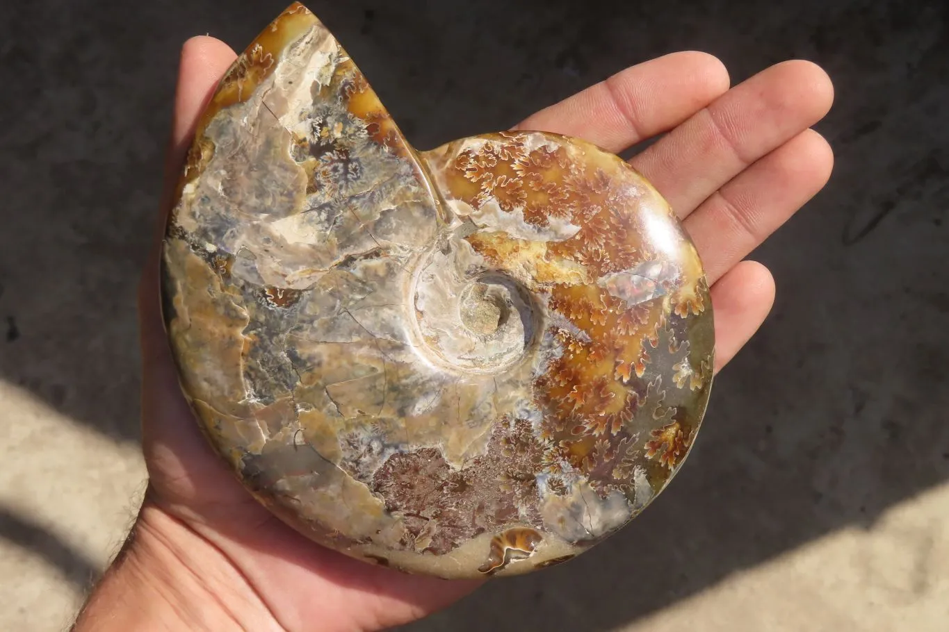 Polished Opalised Jigsaw Ammonite Fossil  x 1 From Madagascar