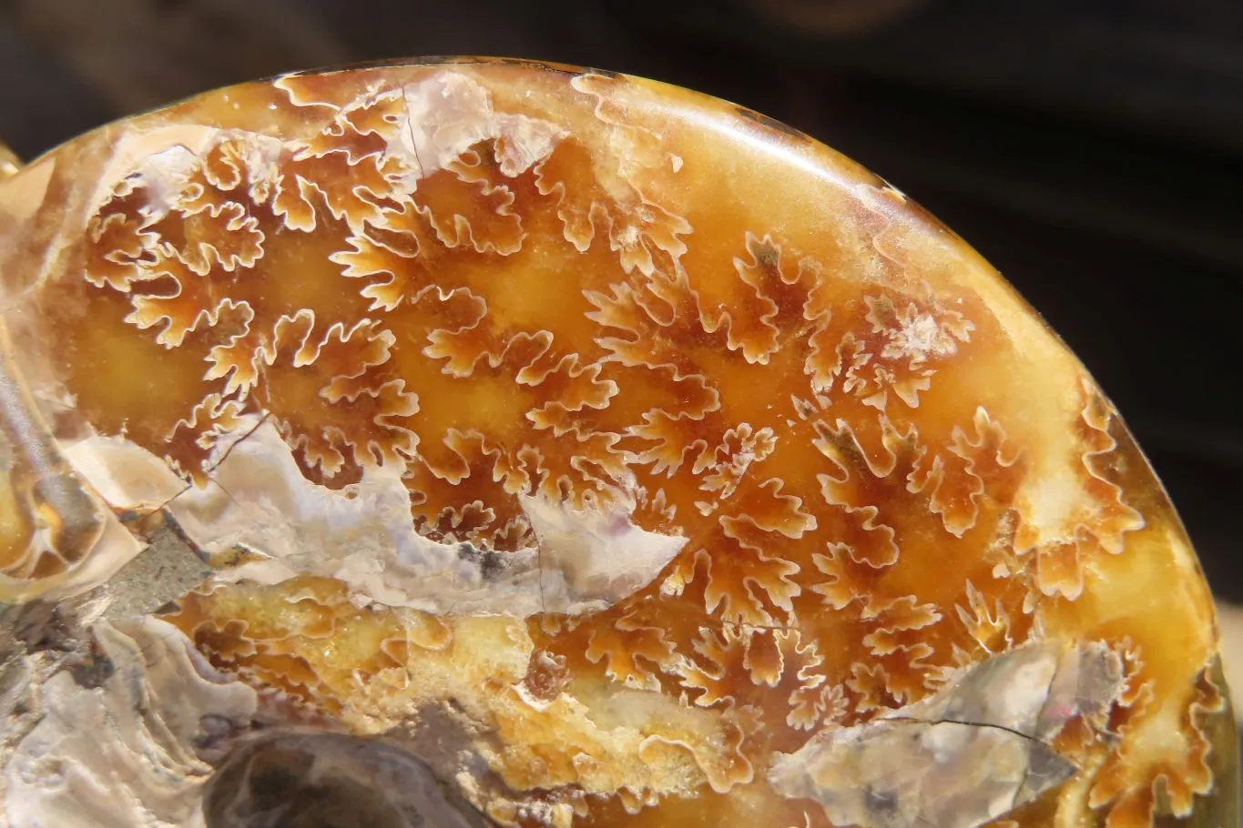 Polished Opalised Jigsaw Ammonite Fossil  x 1 From Madagascar