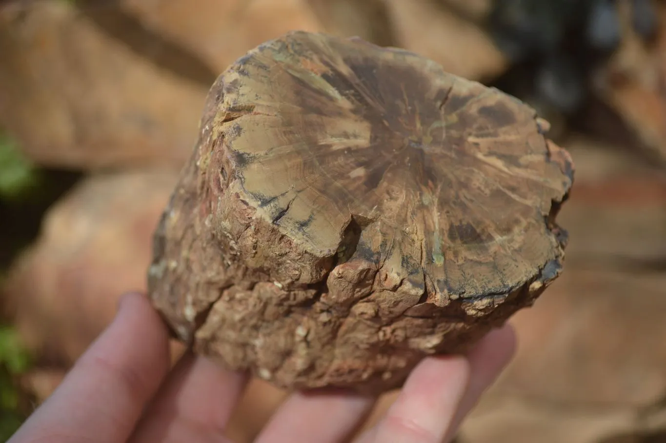 Polished Petrified Wood Branch Pieces  x 3 From Gokwe, Zimbabwe