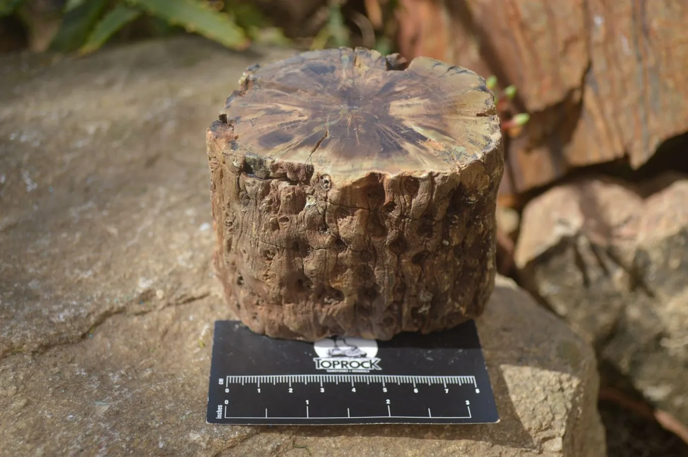 Polished Petrified Wood Branch Pieces  x 3 From Gokwe, Zimbabwe