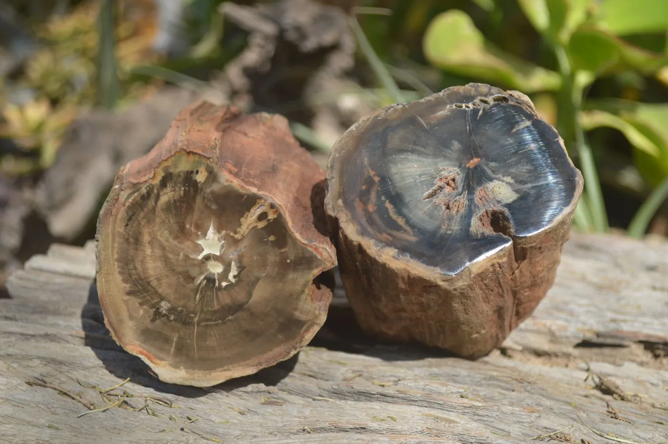 Polished Petrified Wood Branch Pieces  x 3 From Gokwe, Zimbabwe