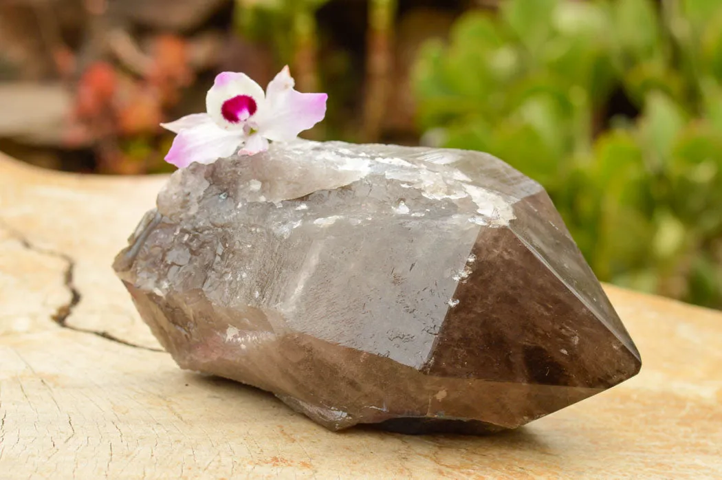 Polished  Smokey Quartz Crystal With Polished Termination x 1 From Malawi