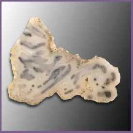 TUBt489 Tube Agate Specimen